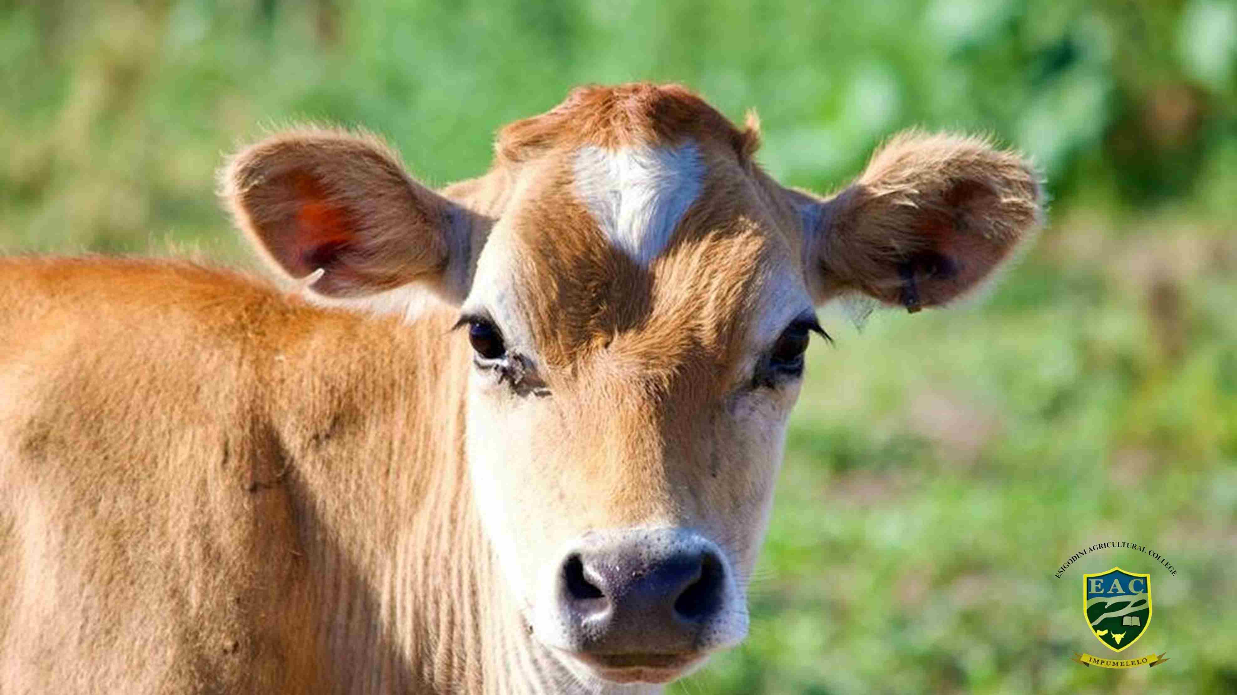 Animal Production
